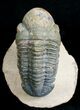 Large Reedops Trilobite on Pedestal - #6924-4